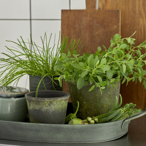Moss Green Tray