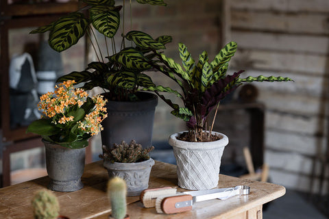 Pots & Planters