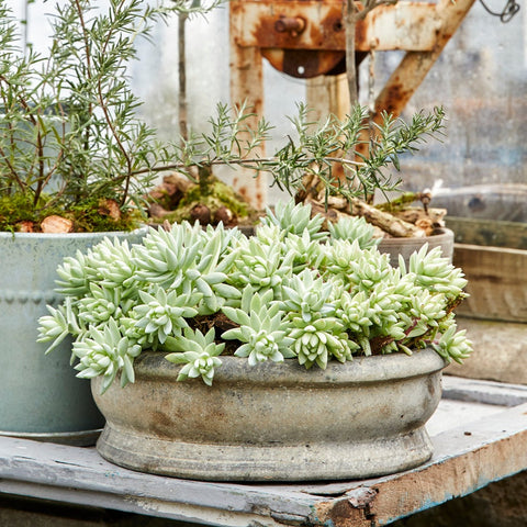 Erika Choko Patinated Terracotta Pot