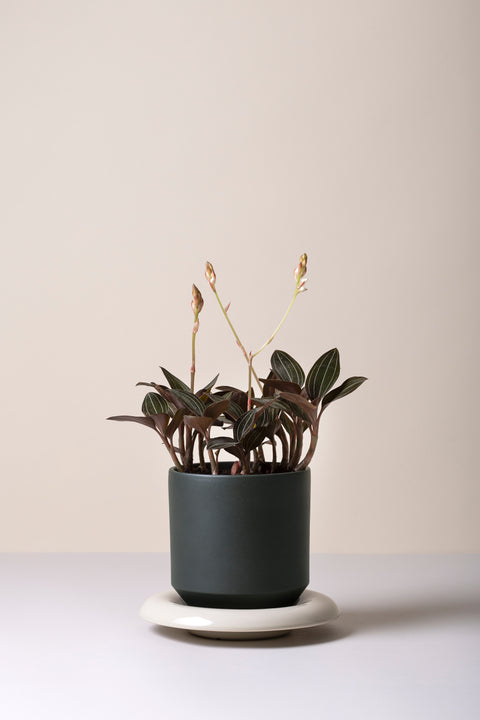 Forest Night Glazed Lily Flower Pot