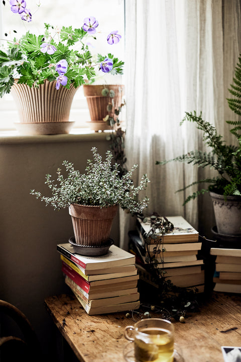 Daisy Pot & Saucer