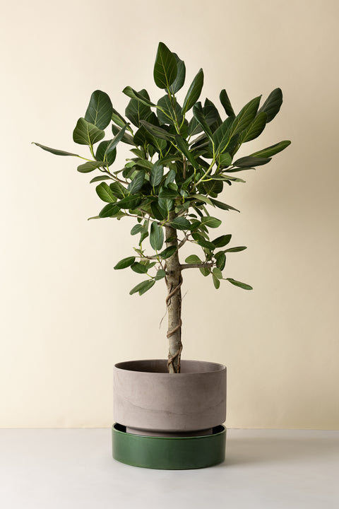 Hoff Collection Pot