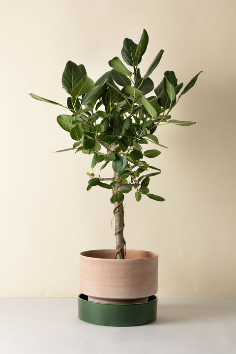 Hoff Collection Pot