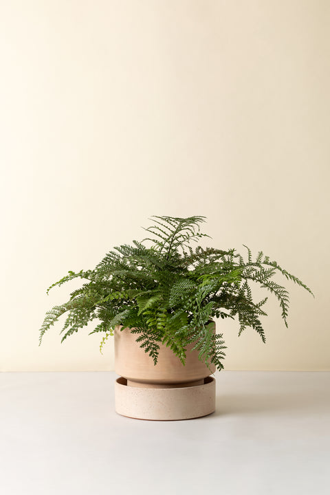 Hoff Collection Pot